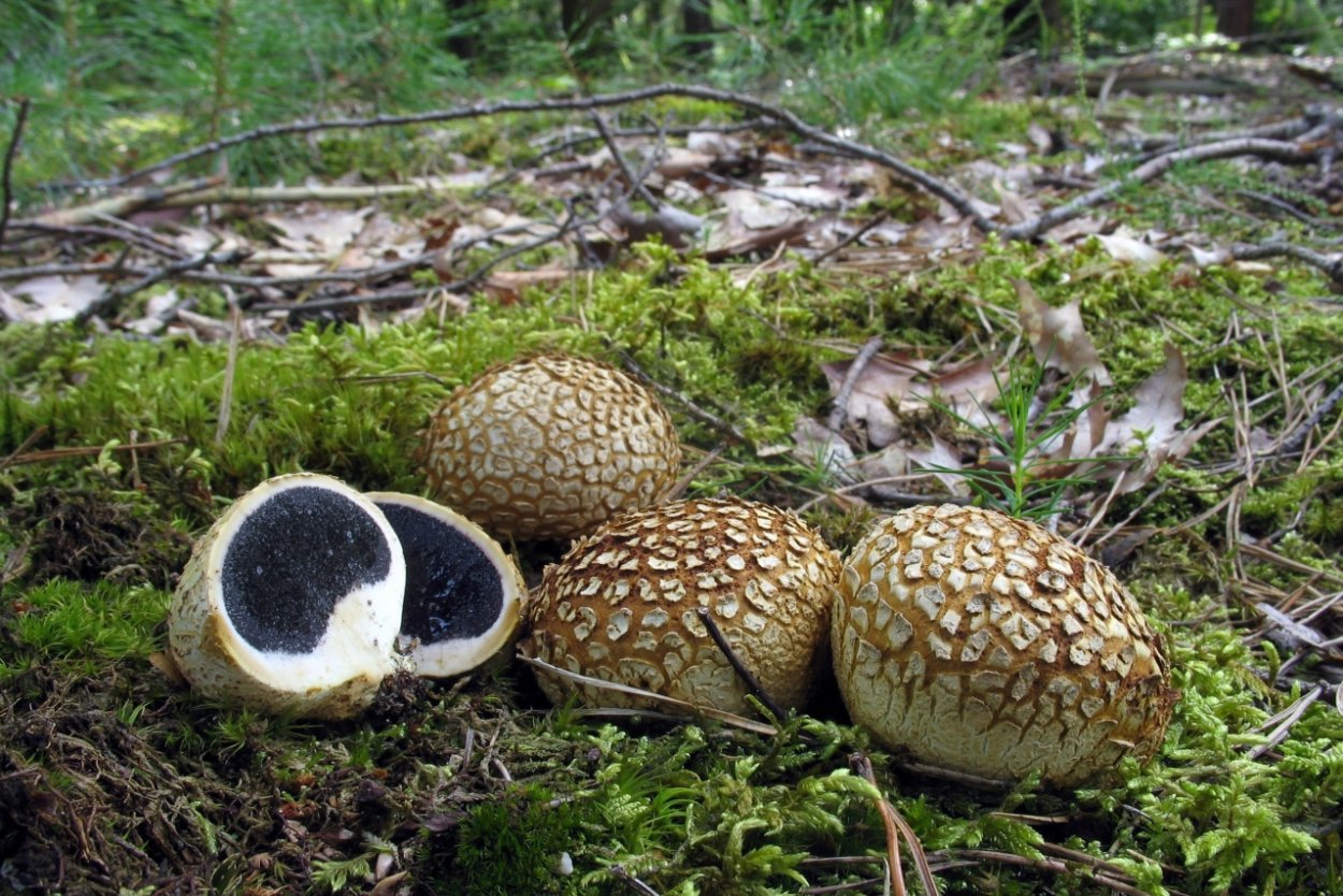 Гриб дождевик Луговой