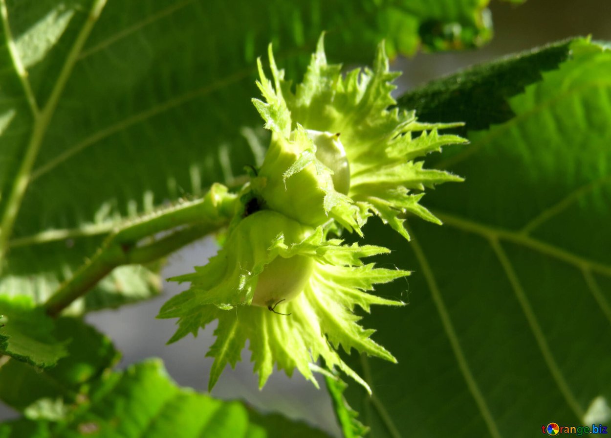 Лесной орех дерево орешник цветет