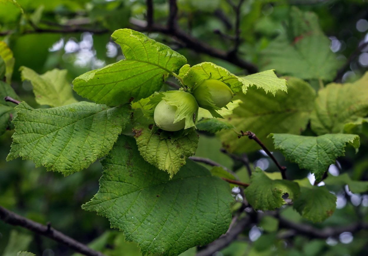 Лещина (Corylus avellana);