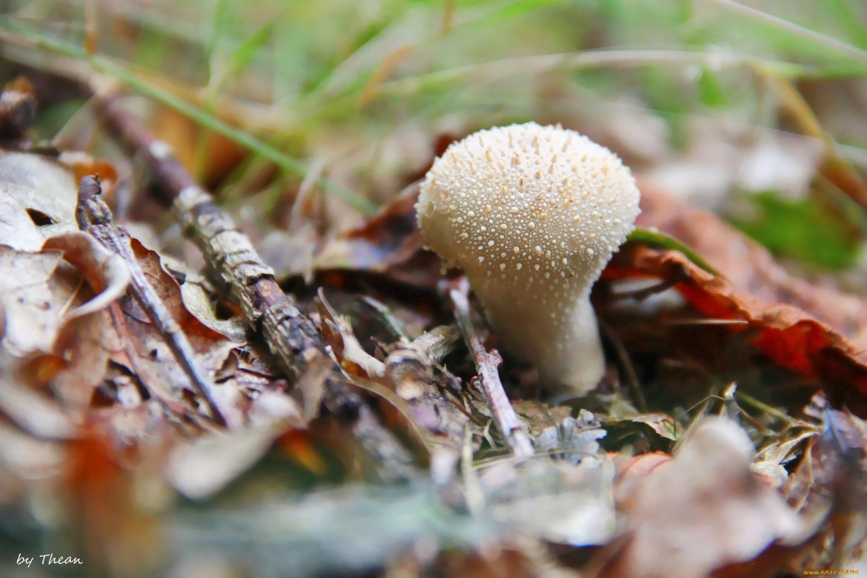 Lycoperdon perlatum