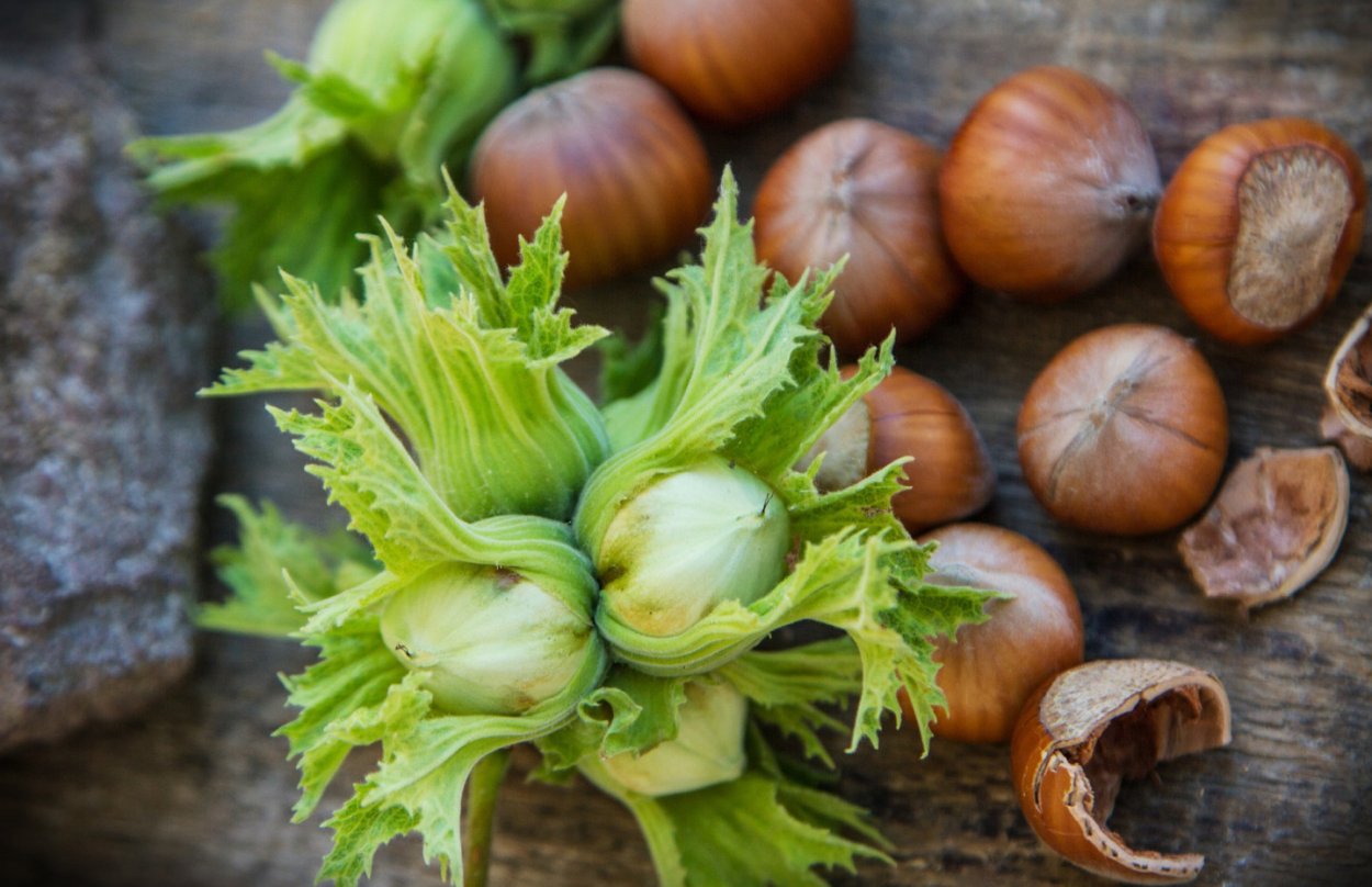 Фундук в зелени