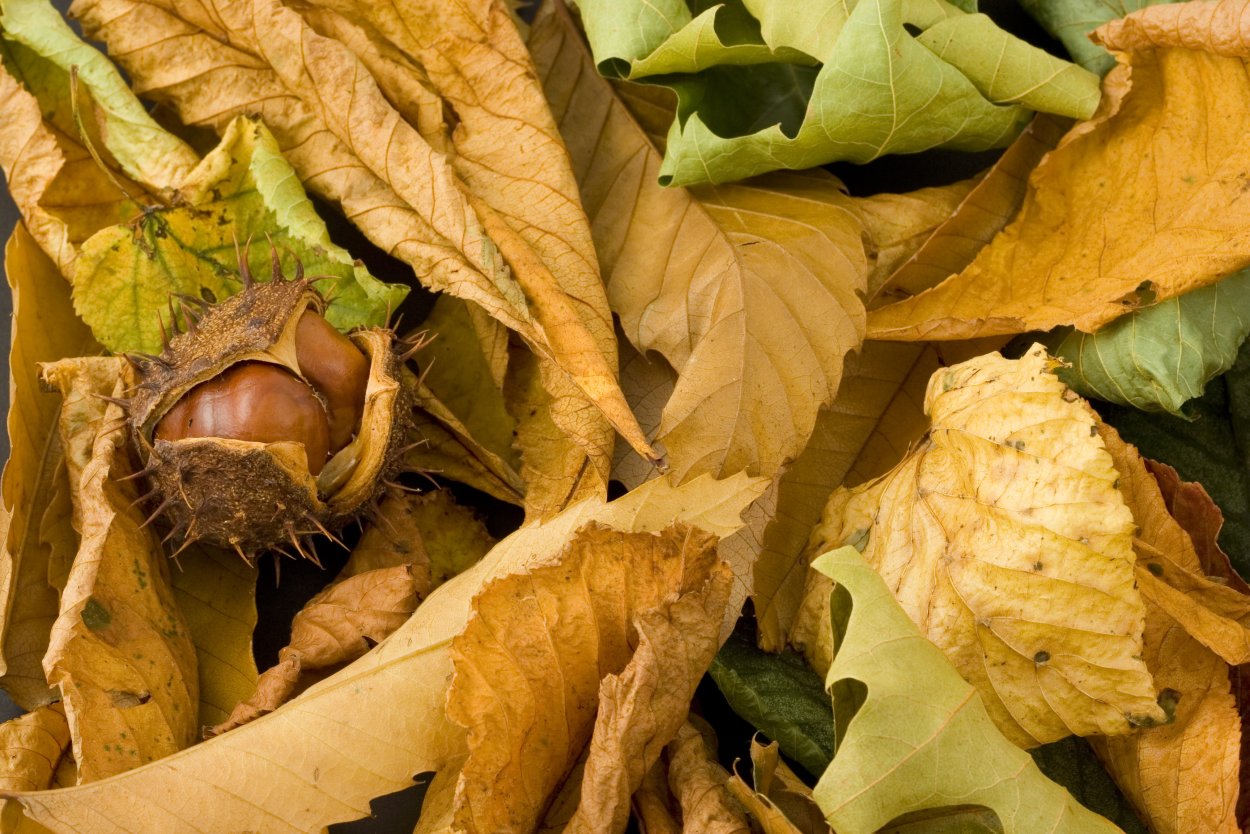 Фундук осенью