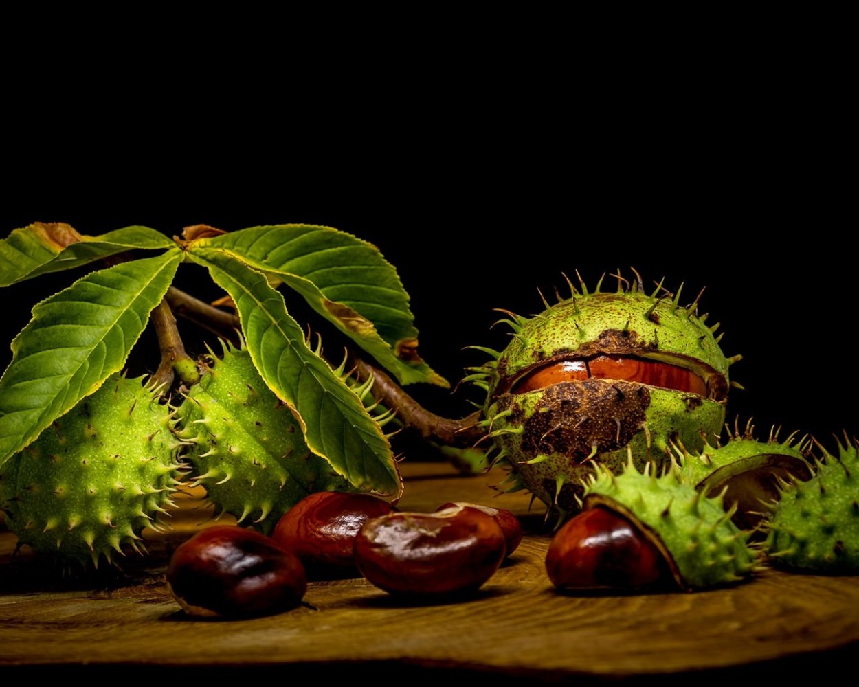 Плоды каштана съедобного