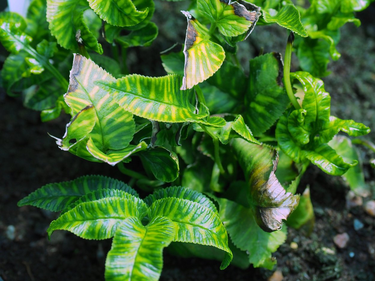 Кониограмма папоротник