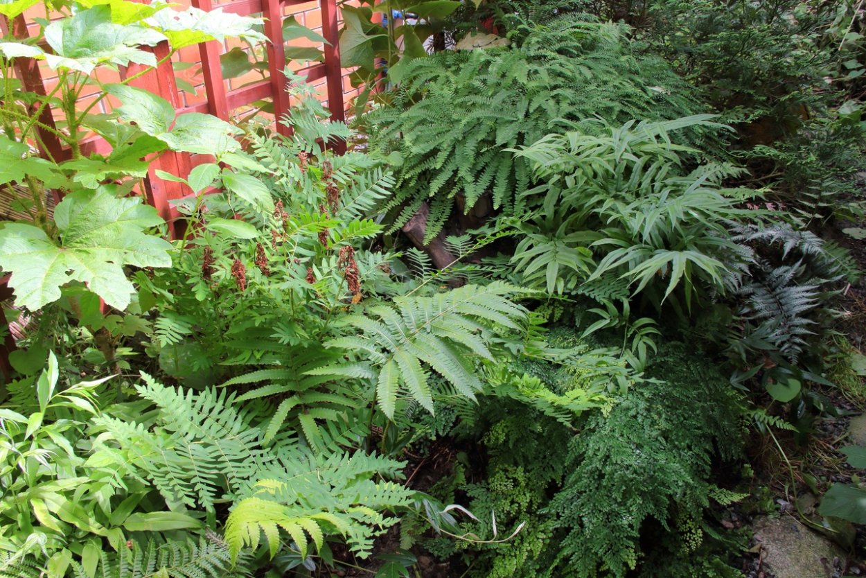 Папоротник на Камчатке