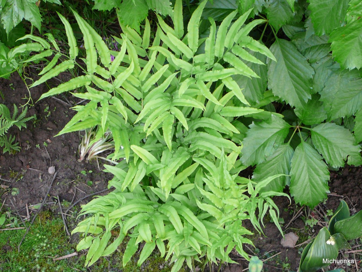 Кониограмма emeiensis