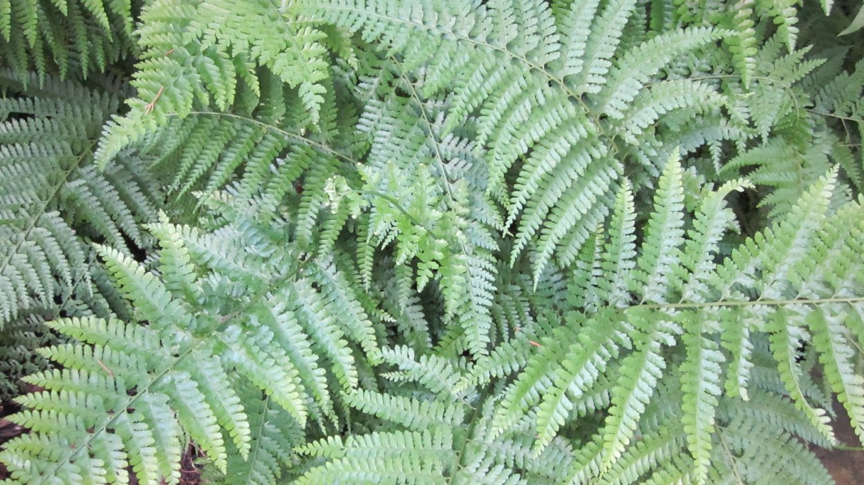 Polystichum polyblepharum