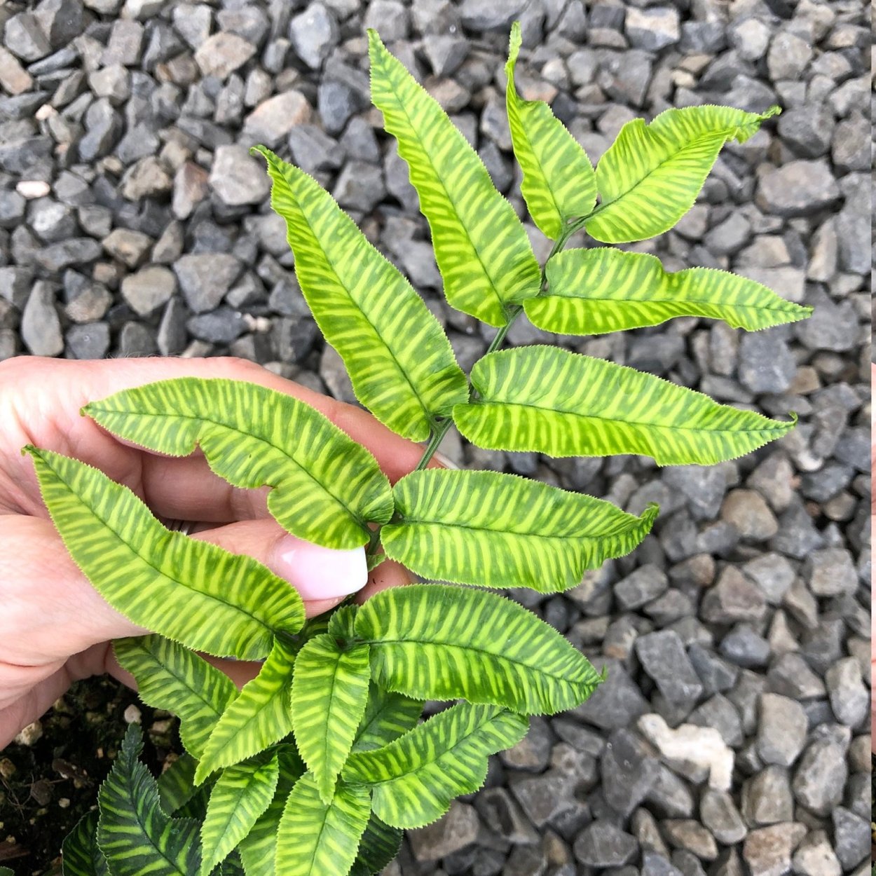 Кониограмма emeiensis