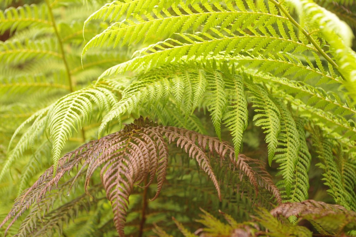 Многорядник многореснитчатый