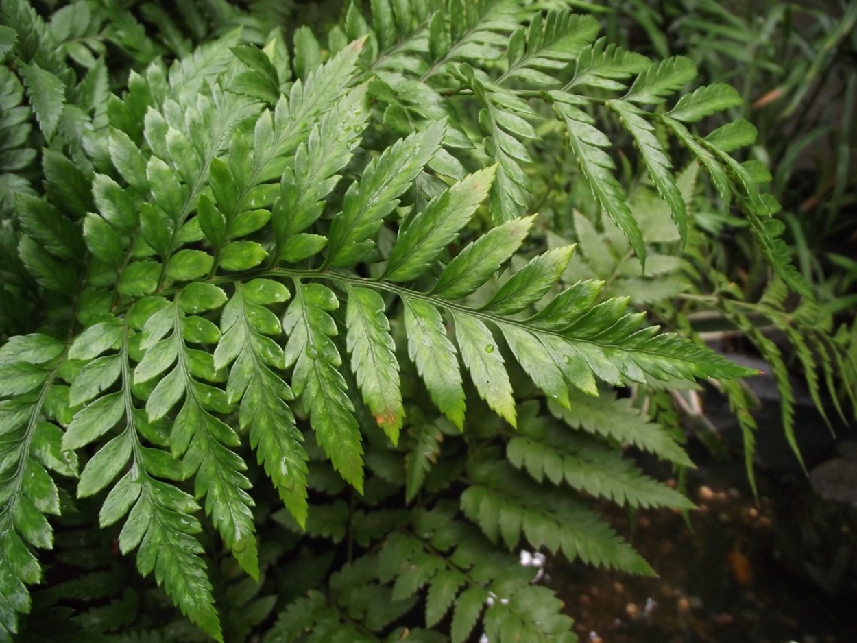 Фон из растений