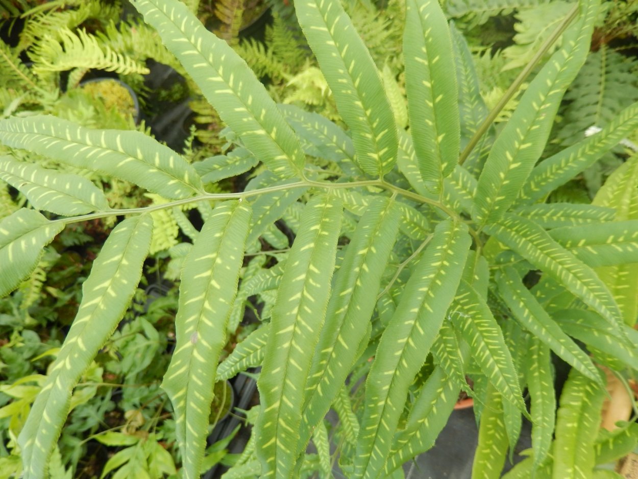 Папоротник Верона