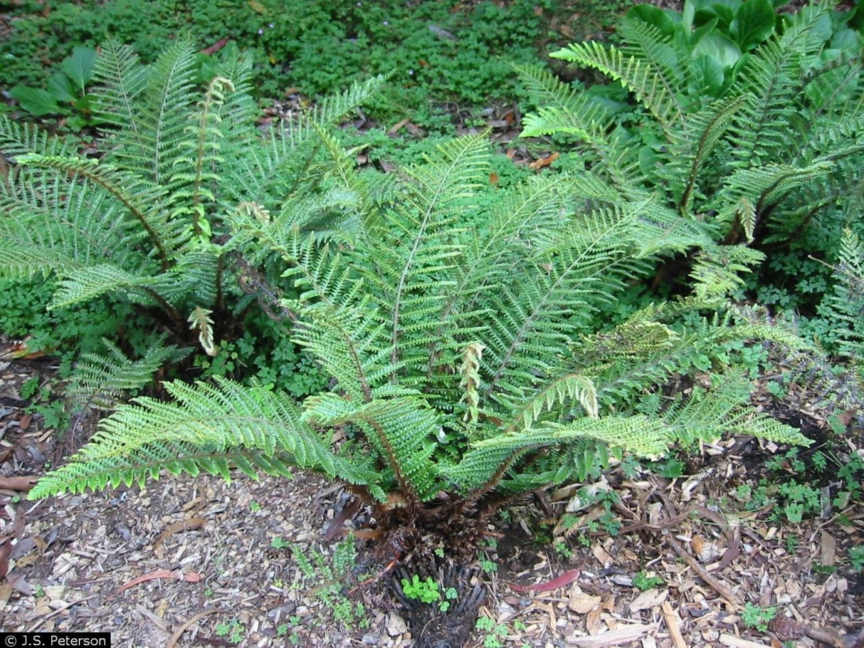 Щитовник толстокорневищный