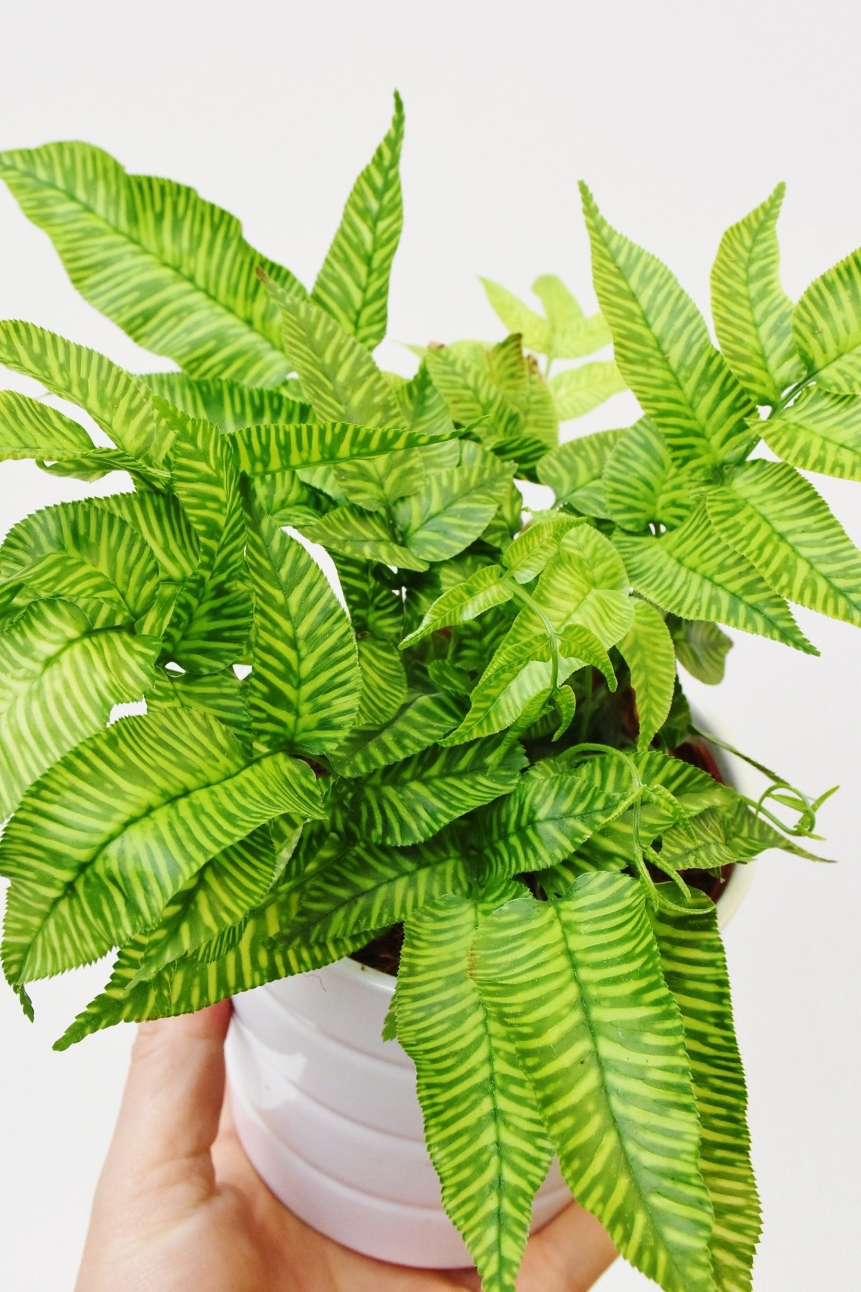 Папоротник Кониограмма Голден Зебра