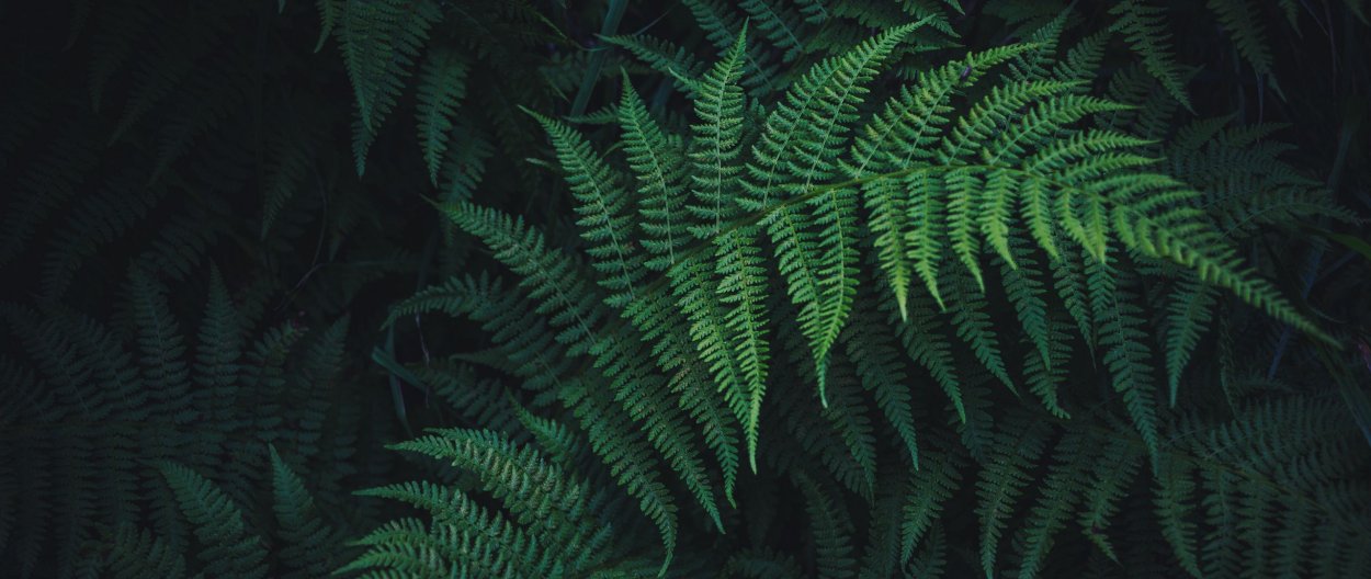 Стилизованный папоротник