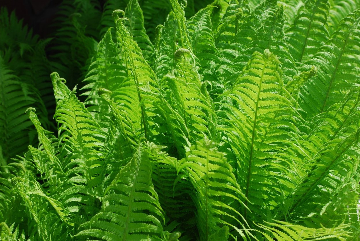 Нефролепис Бостон - Nephrolepis Bostoniensis