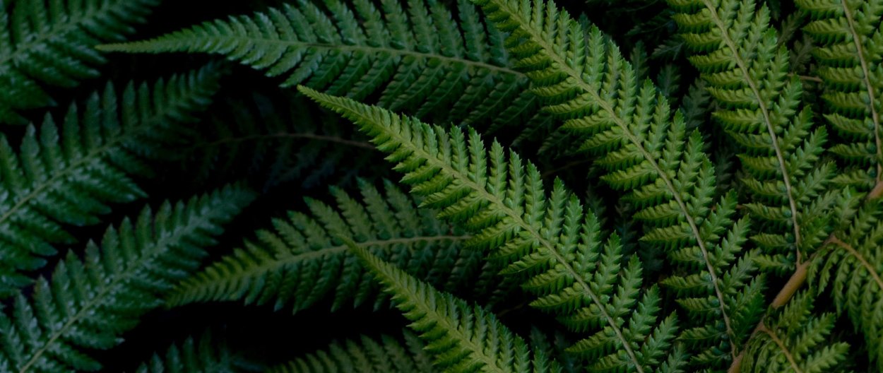 Вудвардия желтаяпапоротник