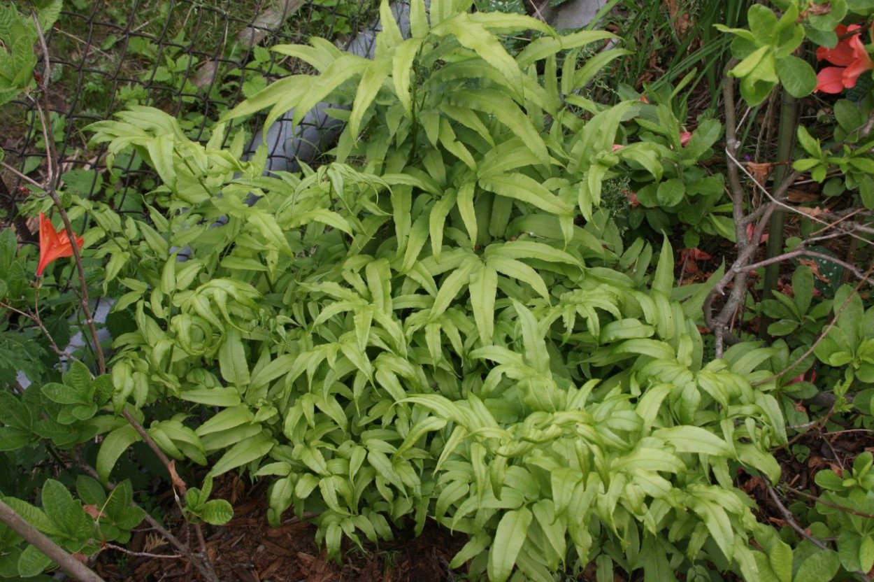 Папоротник Паршеман