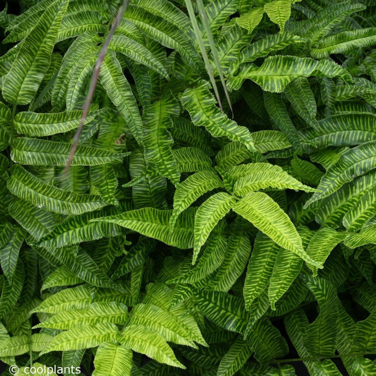 Кониограмма emeiensis