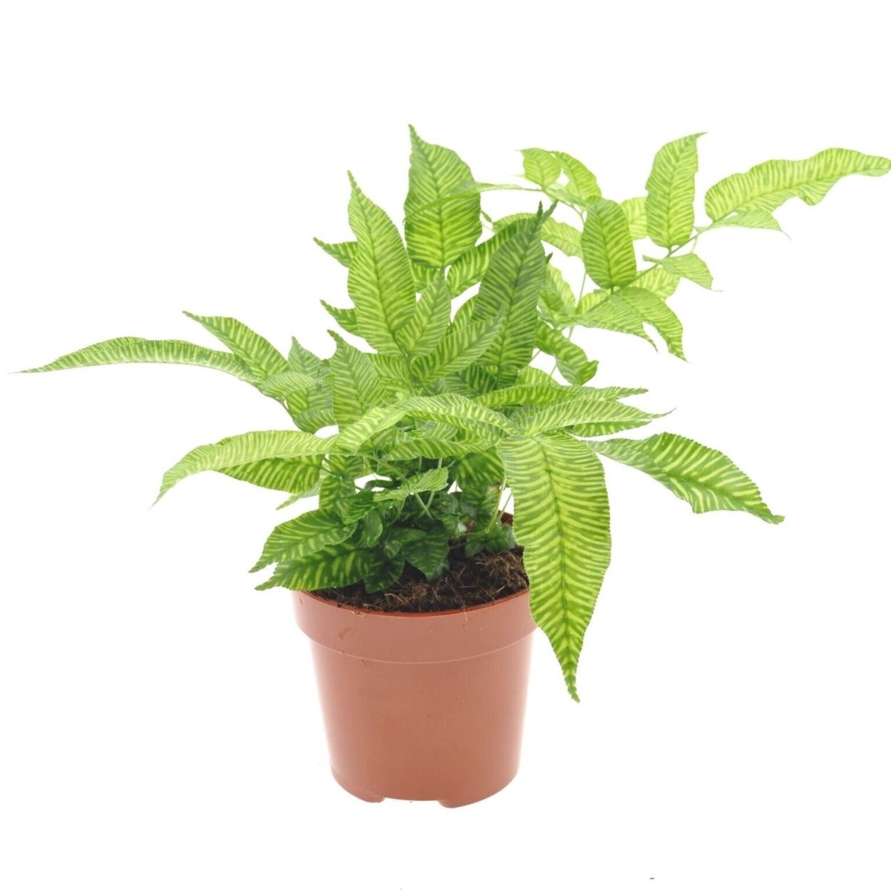 Папоротник Кониограмма Голден Зебра