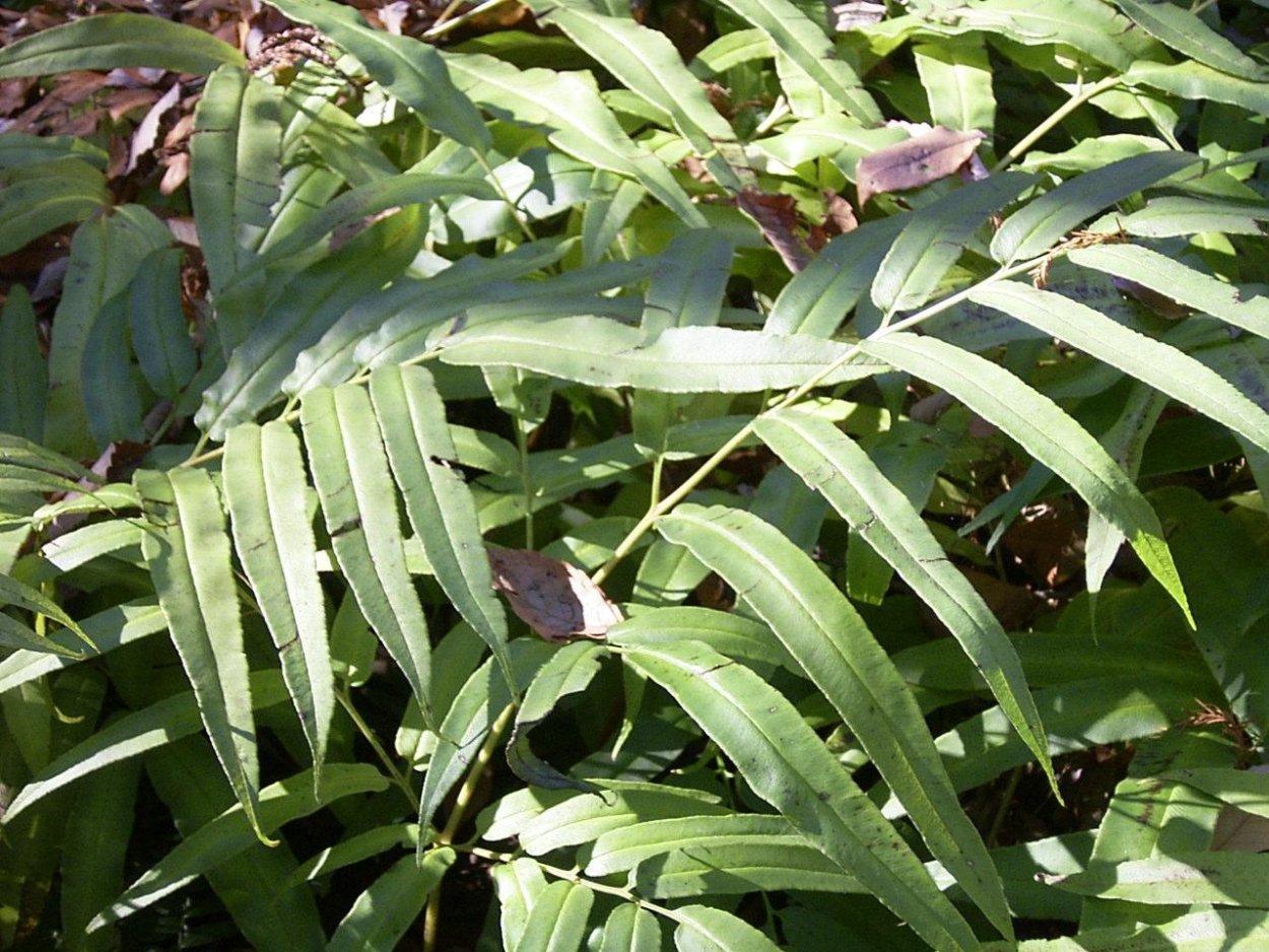 Кониограмма папоротник