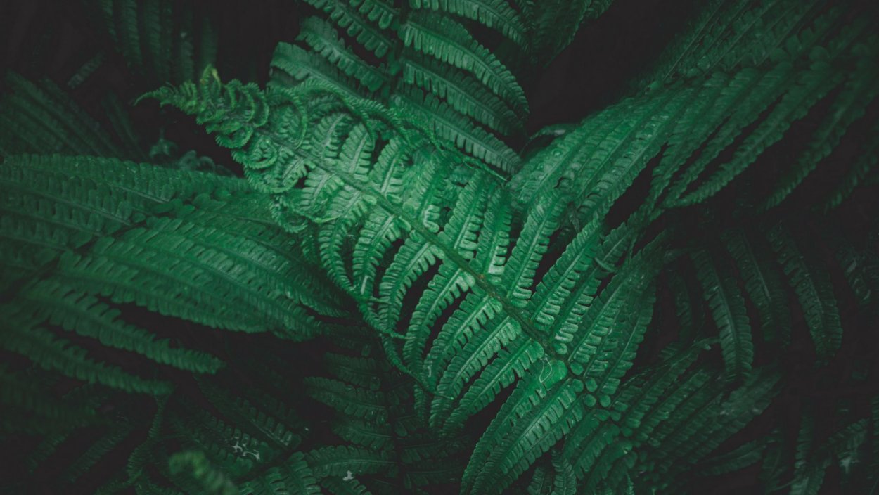 Папоротник Голден тигр