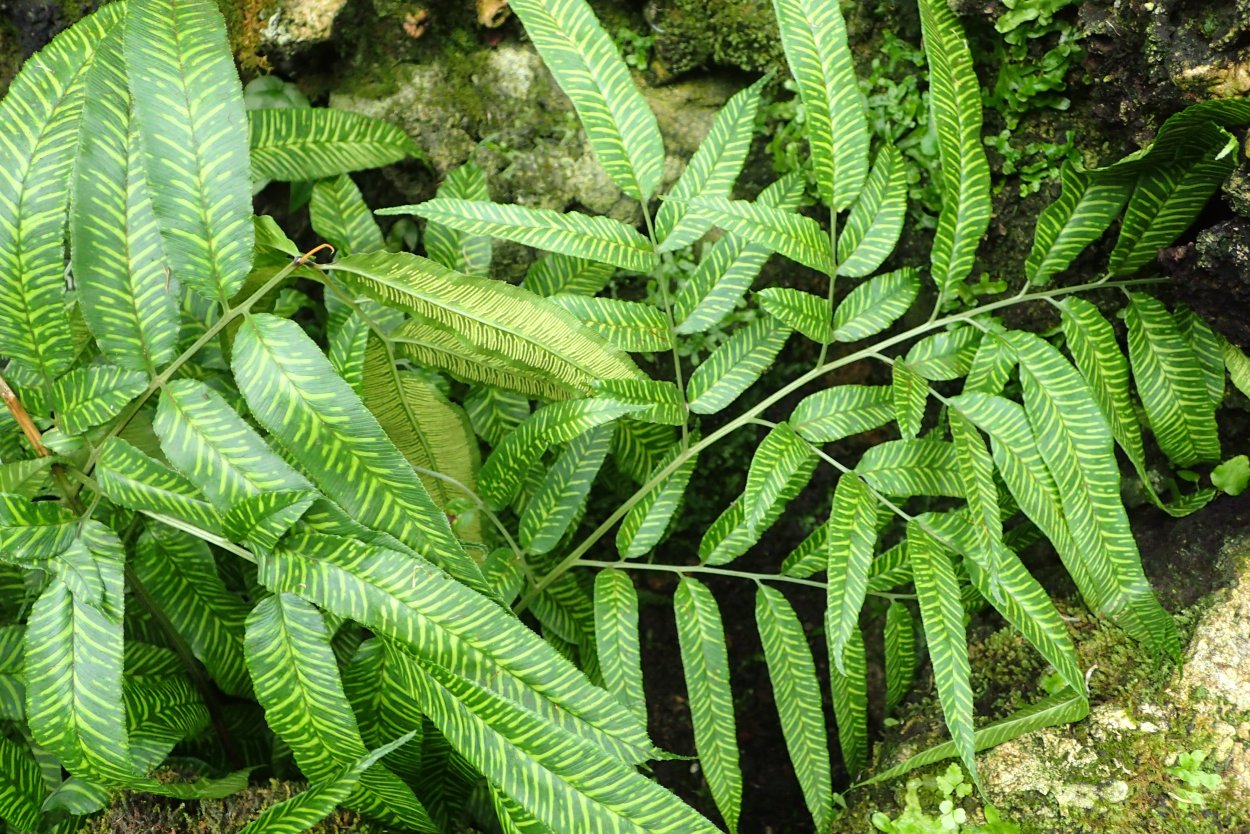 Кониограмма Голден Зебра