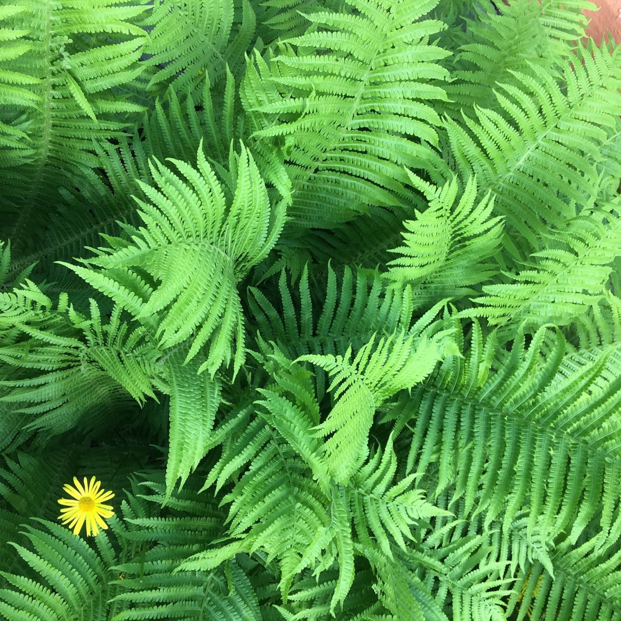 Папоротник Coniogramme emeiensis Golden Zebra