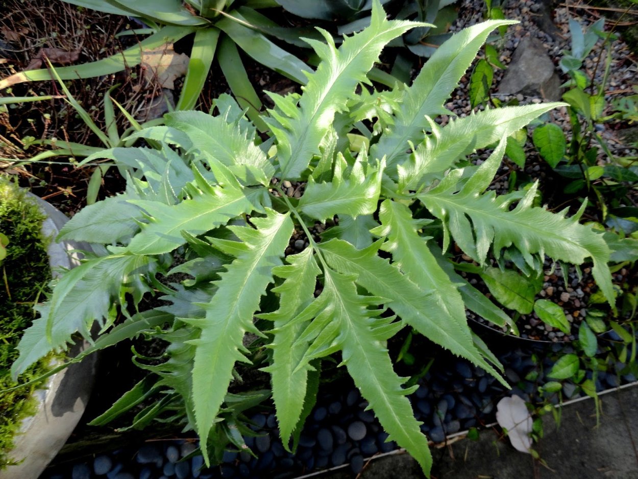 Румора адиантовидная