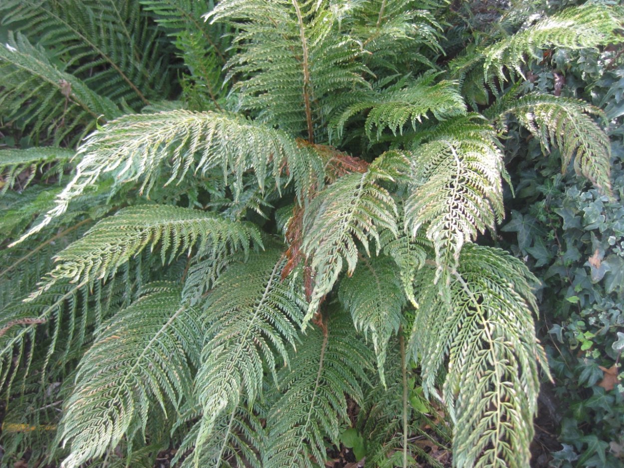 Папоротник Эстетика