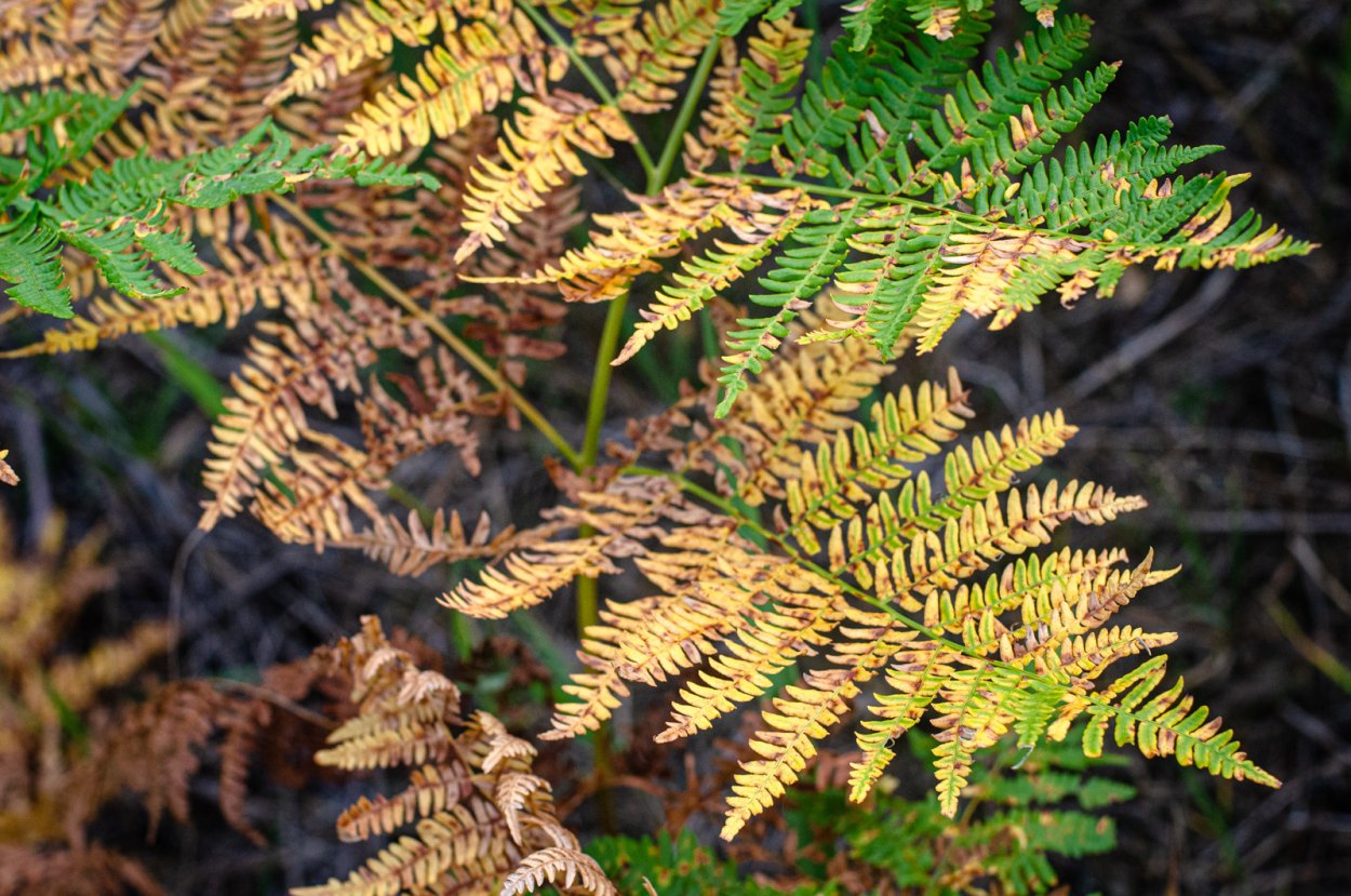 Кониограмма папоротник