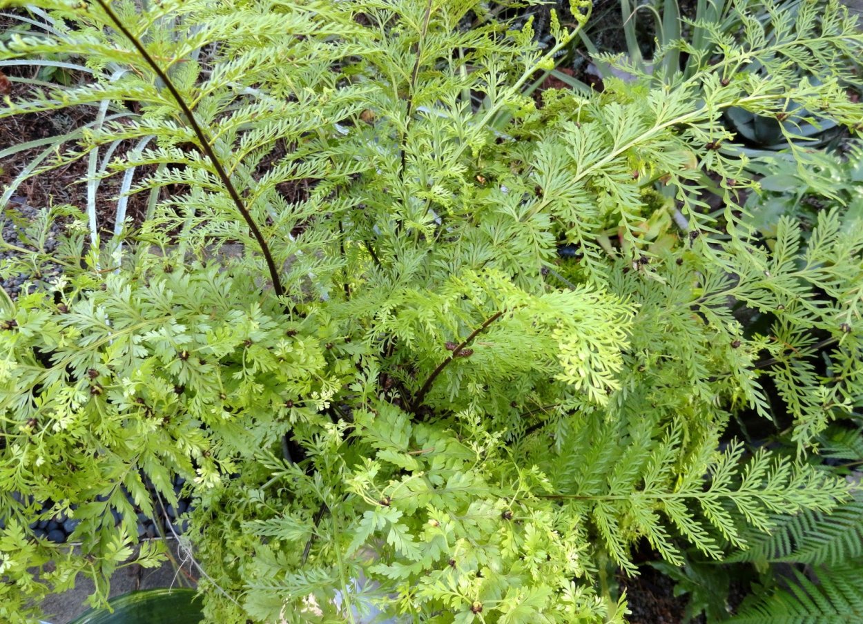 Папоротник дуболистный