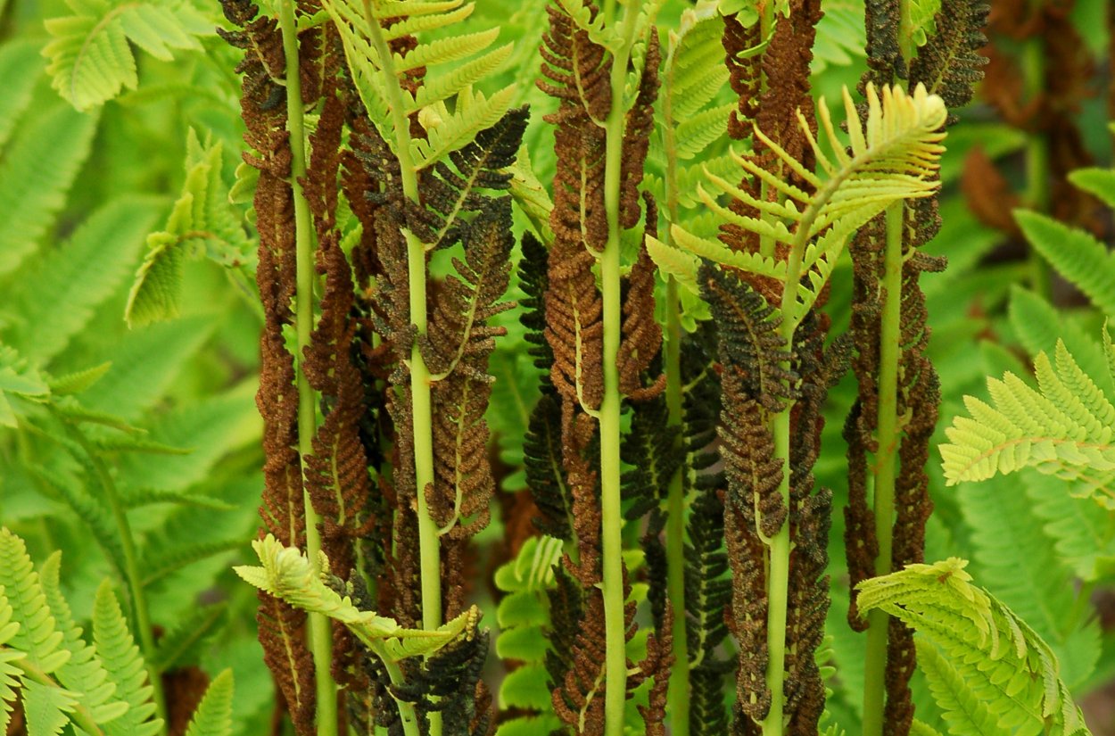 Папоротник в парке