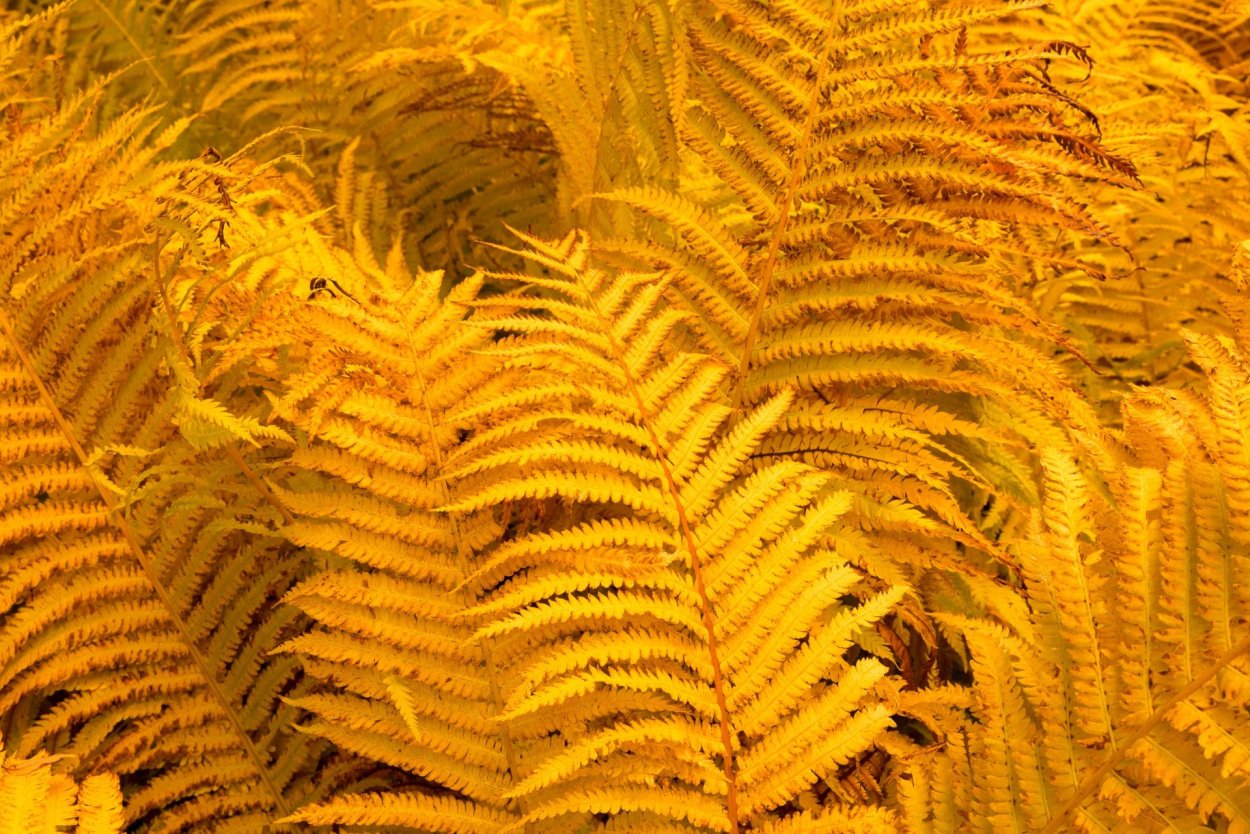 Клык из папоротника