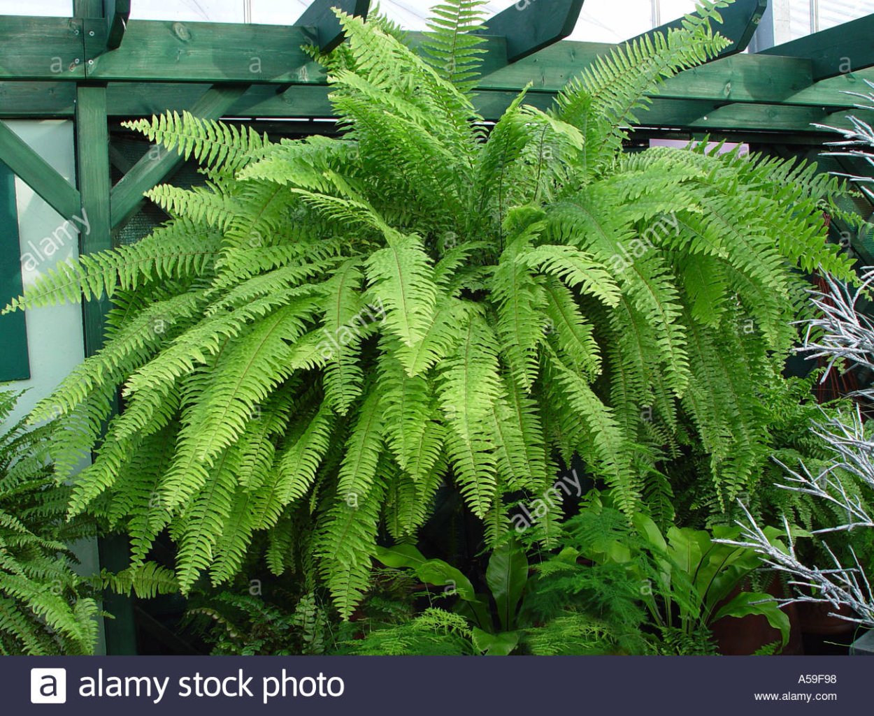 Папоротник Цусимский