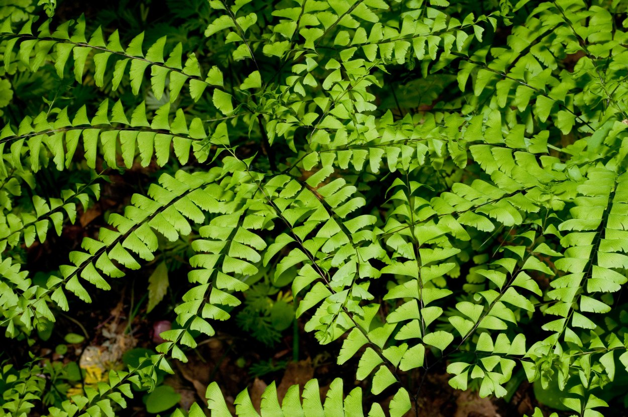 Папоротник Даваллия Канарская