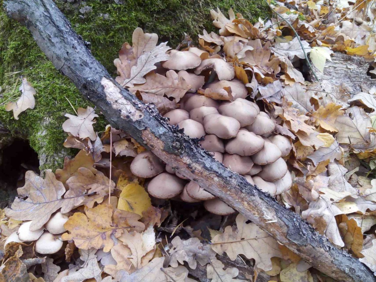 Шампиньоны в Адыгее