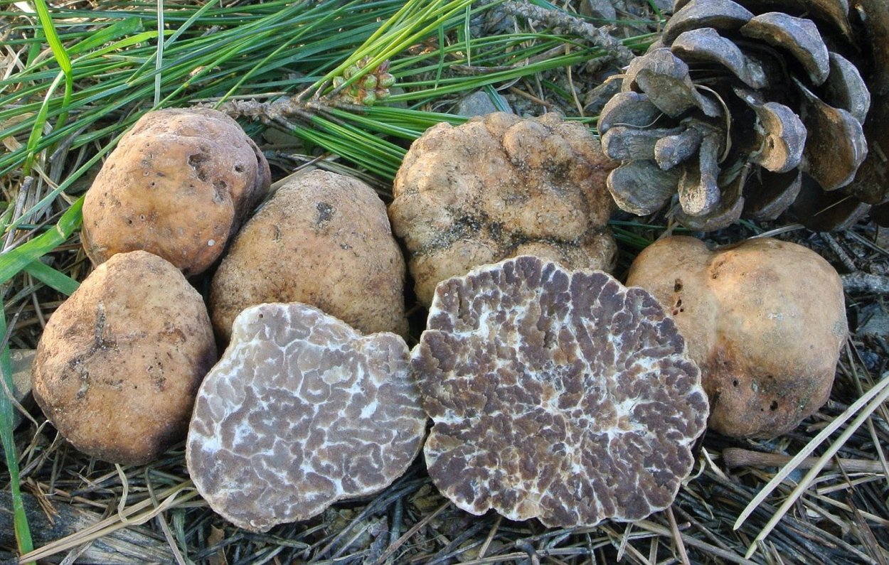 Грибы семейство