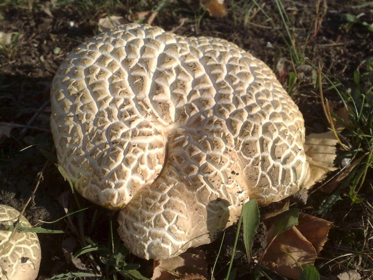 Самые ранние весенние грибы съедобные