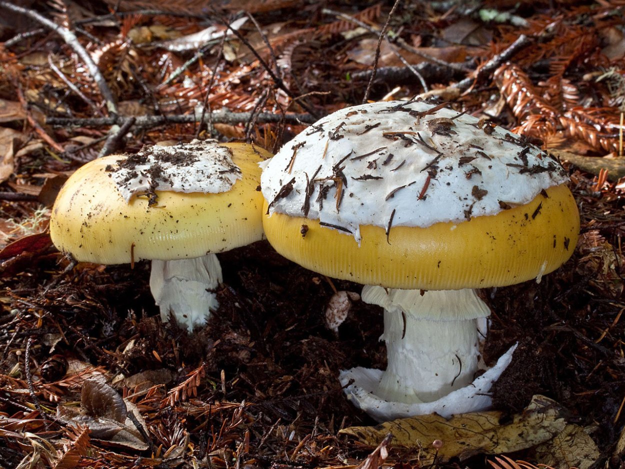 Боровик коренастый