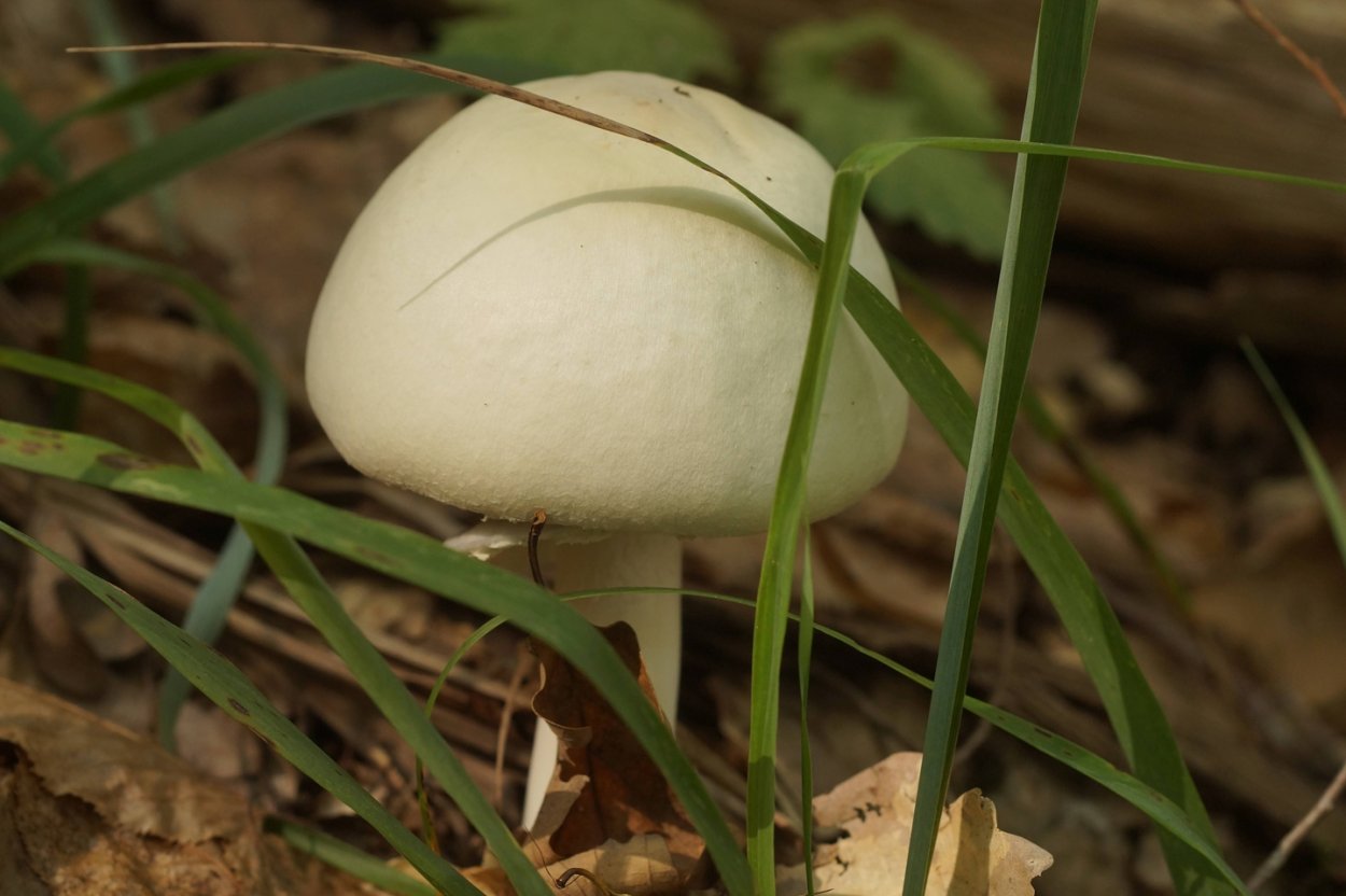 Потресканный гриб