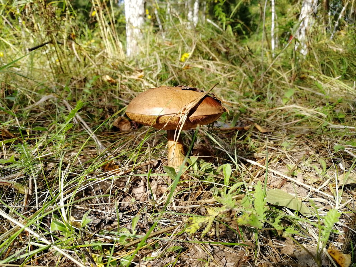 Грибы ХМАО Югры съедобные