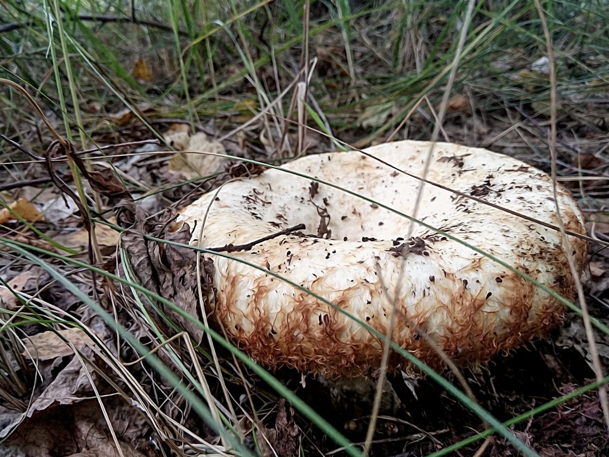 Шампиньоны в Подмосковье 2022