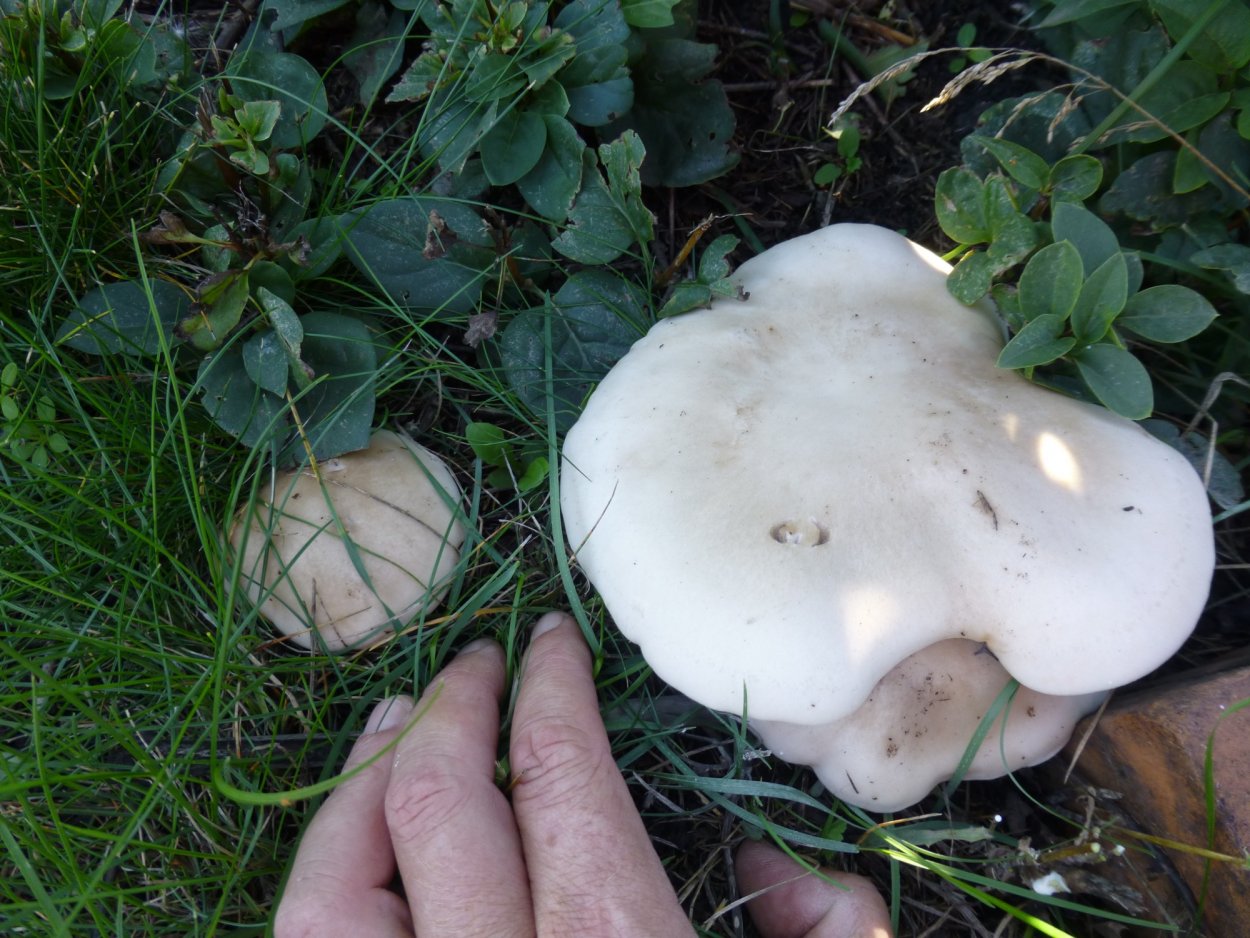 Гриб с круглой шляпкой белый