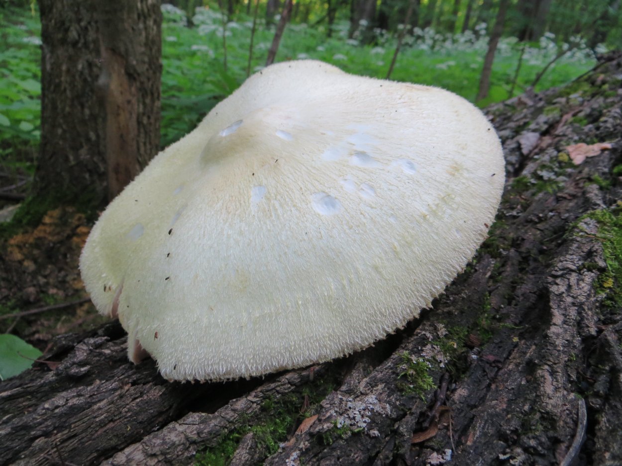 Съедобные грибы Донбасса