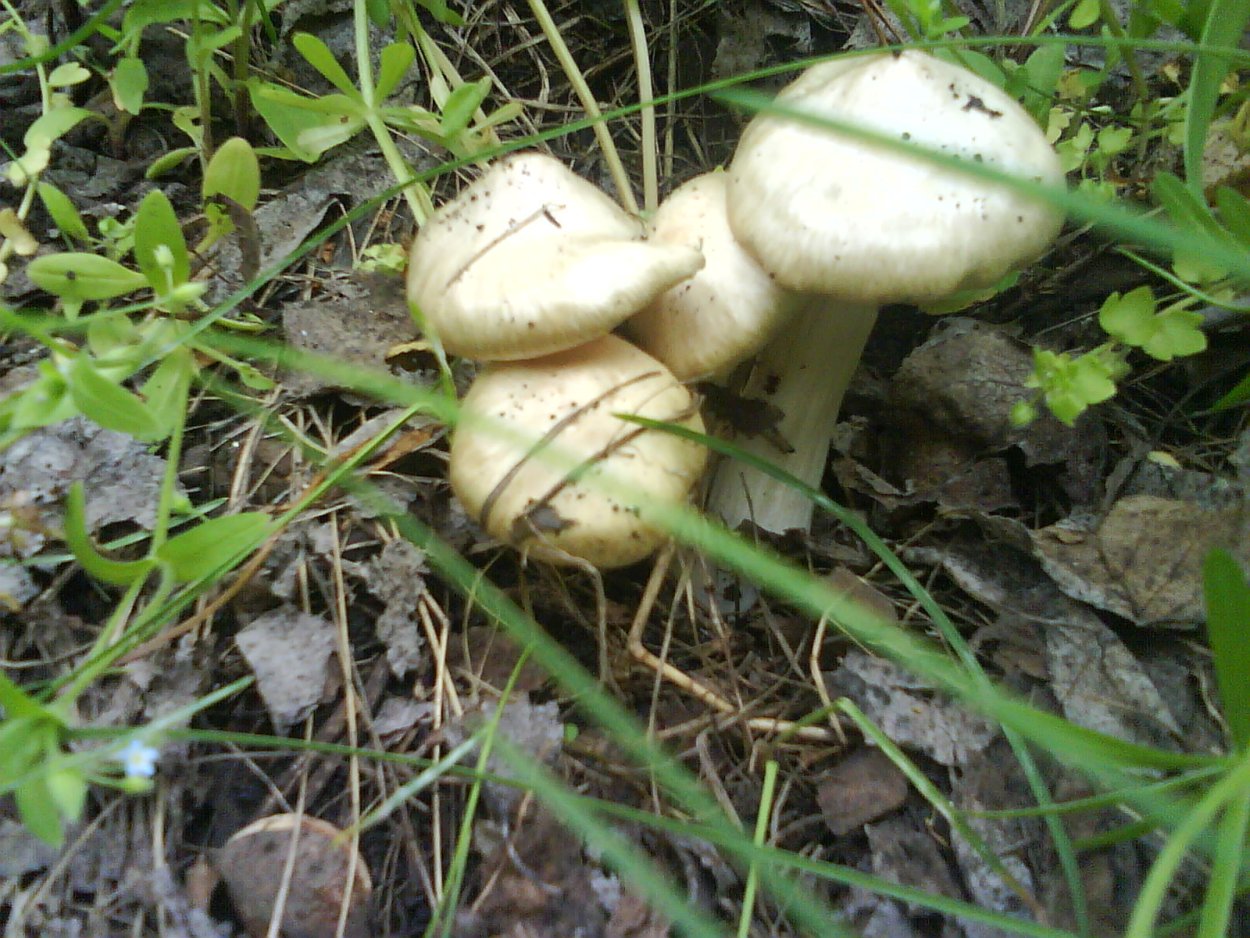 Грибы и ягоды Брянской области