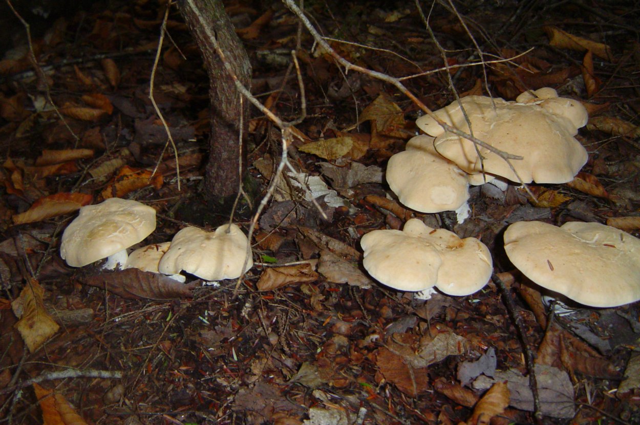 Грибы в Подмосковье август 2022