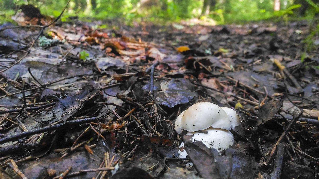 Самый большой белый гриб