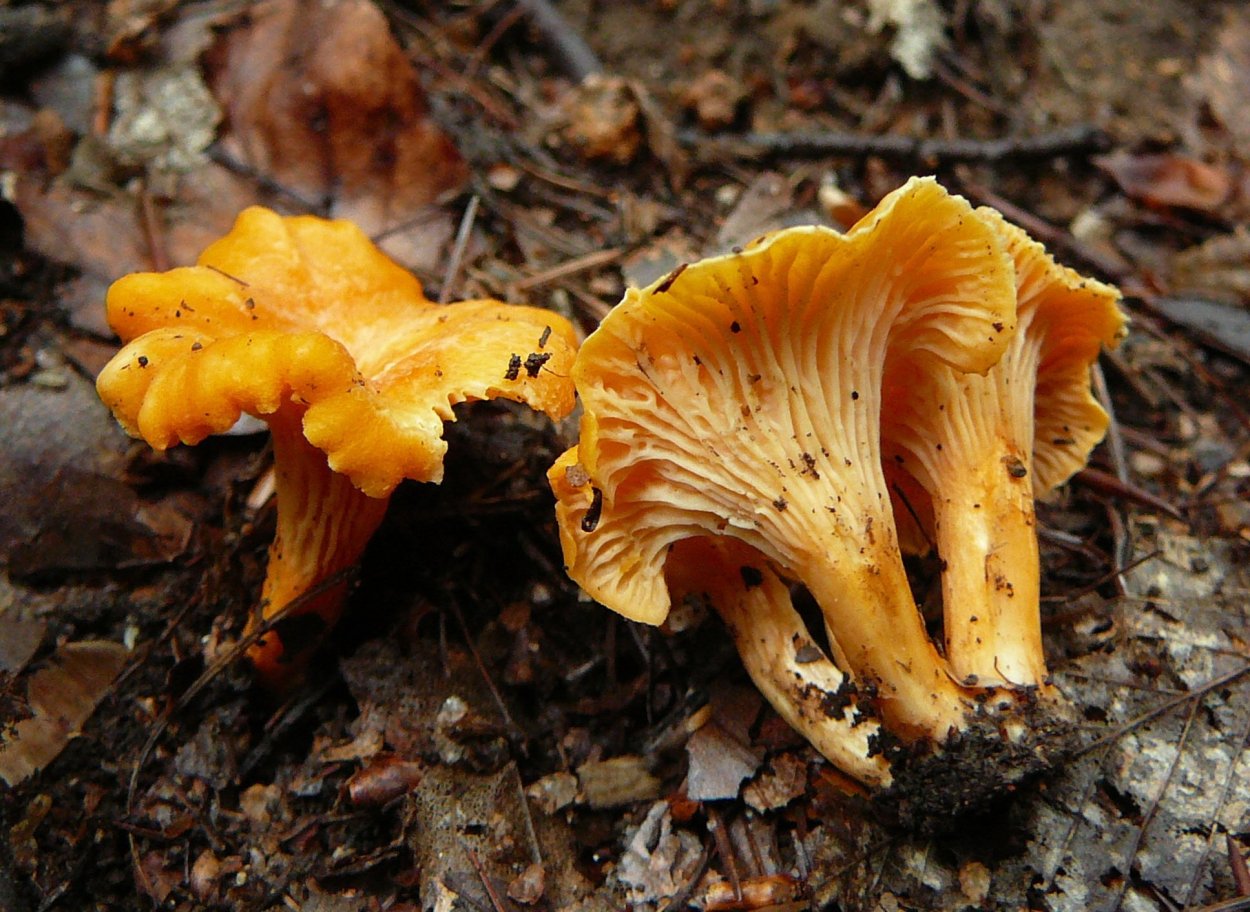 Лисичка желтая (Cantharellus cibarius)