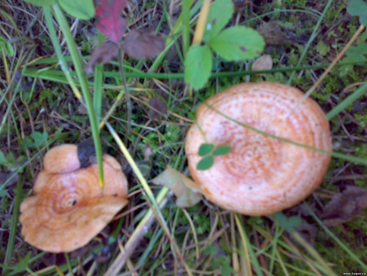 Лисички маслята