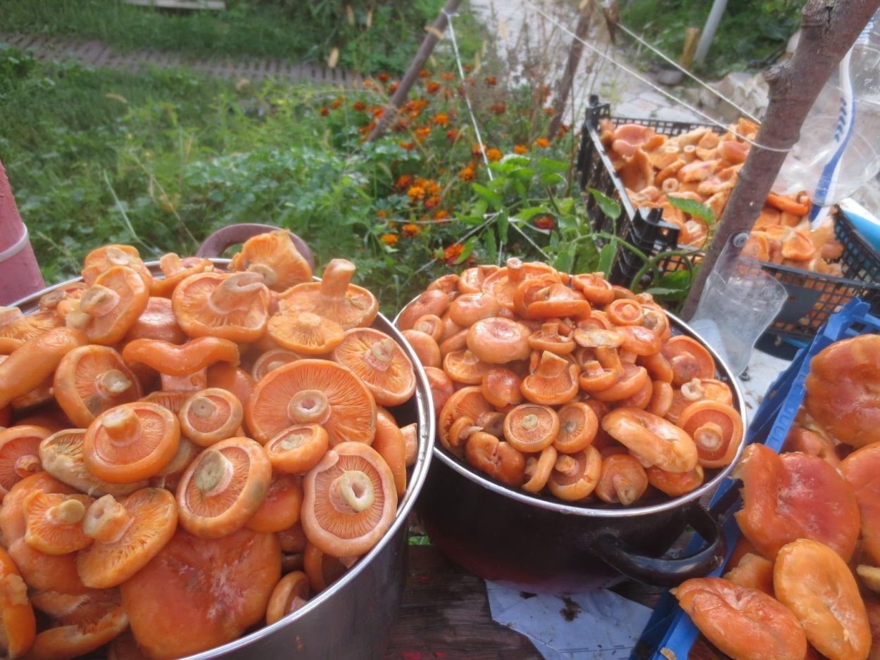 Грибы лисички в тарелке